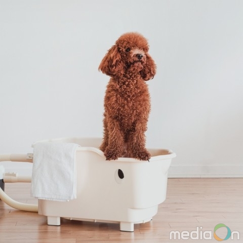 신일, 펫 가전 브랜드 퍼비 ‘스파&드라이’ 전국 ‘몰리스펫샵’서 기간 한정 특가 판매